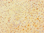 Immunohistochemistry of paraffin-embedded human tonsil tissue using CAC10504 at dilution of 1:100