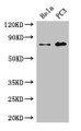Western Blot; Positive WB detected in: Hela whole cell lysate, PC-3 whole cell lysate; All lanes: STRBP antibody at 2.7µg/ml; Secondary; Goat polyclonal to rabbit IgG at 1/50000 dilution; Predicted band size: 74, 72 kDa; Observed band size: 74 kDa