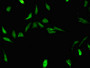 Immunofluorescent analysis of Hela cells using CAC10511 at dilution of 1:100 and Alexa Fluor 488-congugated AffiniPure Goat Anti-Rabbit IgG(H+L)