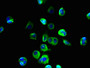 Immunofluorescent analysis of MCF-7 cells using CAC10522 at dilution of 1:100 and Alexa Fluor 488-congugated AffiniPure Goat Anti-Rabbit IgG(H+L)