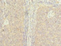 Immunohistochemistry of paraffin-embedded human tonsil tissue using CAC10526 at dilution of 1:100
