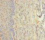 Immunohistochemistry of paraffin-embedded human tonsil tissue using CAC10530 at dilution of 1:100