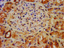IHC image diluted at 1:400 and staining in paraffin-embedded human kidney tissue performed on a Leica BondTM system. After dewaxing and hydration, antigen retrieval was mediated by high pressure in a citrate buffer (pH 6.0). Section was blocked with 10% normal goat serum 30min at RT. Then primary antibody (1% BSA) was incubated at 4°C overnight. The primary is detected by a biotinylated secondary antibody and visualized using an HRP conjugated SP system.