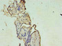 Immunohistochemistry of paraffin-embedded human placenta tissue using CAC10537 at dilution of 1:100