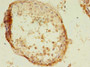 Immunohistochemistry of paraffin-embedded human testis tissue using CAC10542 at dilution of 1:100