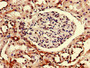 Immunohistochemistry of paraffin-embedded human kidney tissue using CAC10546 at dilution of 1:100