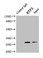 Immunoprecipitating RTP3 in Mouse brain tissue; , Lane 1: Rabbit control IgG (1µg) instead in Mouse brain tissue. For western blotting, a HRP-conjugated light chain specific antibody was used as the secondary antibody (1/50000); , Lane 2: CAC10546 (8µg) + Mouse brain tissue (500µg); , Lane 3: Mouse brain tissue (10µg)
