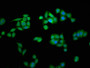 Immunofluorescence staining of PC-3 cells with CAC10552 at 1:266, counter-stained with DAPI. The cells were fixed in 4% formaldehyde, permeabilized using 0.2% Triton X-100 and blocked in 10% normal Goat Serum. The cells were then incubated with the antibody overnight at 4°C. The secondary antibody was Alexa Fluor 488-congugated AffiniPure Goat Anti-Rabbit IgG(H+L).