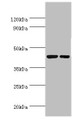 Western blot; All lanes: Cyclic AMP-responsive element-binding protein 3 antibody at 6µg/ml; Lane 1: Jurkat whole cell lysate; Lane 2: HepG2 whole cell lysate; Secondary; Goat polyclonal to rabbit IgG at 1/10000 dilution; Predicted band size: 44, 42, 40 kDa; Observed band size: 44 kDa;