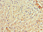 Immunohistochemistry of paraffin-embedded human liver tissue using CAC10559 at dilution of 1:100