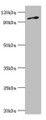 Western blot; All lanes: DNA replication licensing factor MCM6 antibody at 3µg/ml + Jurkat whole cell lysate; Secondary; Goat polyclonal to rabbit IgG at 1/10000 dilution; Predicted band size: 93 kDa; Observed band size: 93 kDa;