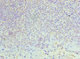 Immunohistochemistry of paraffin-embedded human tonsil tissue using CAC10567 at dilution of 1:100