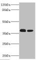 Western blot; All lanes: Three-prime repair exonuclease 1 antibody at 3µg/ml; Lane 1: Hela whole cell lysate; Lane 2: HepG2 whole cell lysate; Secondary; Goat polyclonal to rabbit IgG at 1/10000 dilution; Predicted band size: 39, 33, 34 kDa; Observed band size: 39 kDa