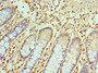 Immunohistochemistry of paraffin-embedded human small intestine tissue using CAC10572 at dilution of 1:100