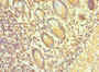 Immunohistochemistry of paraffin-embedded human small intestine tissue using CAC10574 at dilution of 1:100