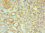 Immunohistochemistry of paraffin-embedded human kidney tissue using CAC10576 at dilution of 1:100 Immunohistochemistry of paraffin-embedded human kidney tissue using CAC10576 at dilution of 1:100