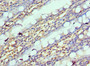 Immunohistochemistry of paraffin-embedded human colon tissue using CAC10582 at dilution of 1:100