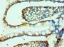 Immunohistochemistry of paraffin-embedded human small intestine tissue using CAC10591 at dilution of 1:100