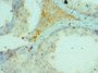 Immunohistochemistry of paraffin-embedded human testis tissue using CAC10593 at dilution of 1:100 Immunohistochemistry of paraffin-embedded human testis tissue using CAC10593 at dilution of 1:100