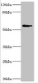 Western blot; All lanes: Bromodomain-containing protein 9 antibody at 2µg/ml + Mouse liver tissue; Secondary; Goat polyclonal to rabbit IgG at 1/10000 dilution; Predicted band size: 68, 23, 54, 27, 56, 61 kDa; Observed band size: 68 kDa;
