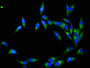 Immunofluorescent analysis of Hela cells using CAC10602 at dilution of 1:100 and Alexa Fluor 488-congugated AffiniPure Goat Anti-Rabbit IgG(H+L)