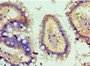 Immunohistochemistry of paraffin-embedded human small intestine tissue using CAC10604 at dilution of 1:100