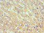 Immunohistochemistry of paraffin-embedded human liver tissue using CAC10604 at dilution of 1:100