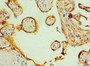 Immunohistochemistry of paraffin-embedded human placenta tissue using CAC10606 at dilution of 1:100