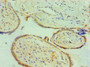 Immunohistochemistry of paraffin-embedded human placenta tissue using CAC10607 at dilution of 1:100