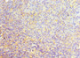 Immunohistochemistry of paraffin-embedded human tonsil tissue using CAC10610 at dilution of 1:100