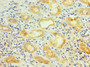 Immunohistochemistry of paraffin-embedded human kidney tissue using CAC10610 at dilution of 1:100