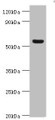 Western blot; All lanes: Vitronectin antibody at 12µg/ml + HepG2 whole cell lysate; Secondary; Goat polyclonal to rabbit IgG at 1/10000 dilution; Predicted band size: 54 kDa; Observed band size: 54 kDa;