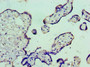 Immunohistochemistry of paraffin-embedded human placenta tissue using CAC10615 at dilution of 1:100