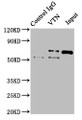 Immunoprecipitating VTN in NIH/3T3 whole cell lysate; , Lane 1: Rabbit control IgG instead in NIH/3T3 whole cell lysate., For western blotting, a HRP-conjugated Protein G antibody was used as the secondary antibody (1/2000); , Lane 2: CAC10615 (8µg) + NIH/3T3 whole cell lysate (500µg); , Lane 3: NIH/3T3 whole cell lysate (10µg);