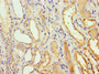 Immunohistochemistry of paraffin-embedded human kidney tissue using CAC10620 at dilution of 1:100
