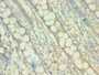 Immunohistochemistry of paraffin-embedded human colon tissue using CAC10623 at dilution of 1:100