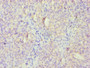 Immunohistochemistry of paraffin-embedded human tonsil tissue using CAC10625 at dilution of 1:100