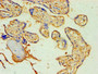 Immunohistochemistry of paraffin-embedded human placenta tissue using CAC10626 at dilution of 1:100