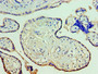 Immunohistochemistry of paraffin-embedded human placenta tissue using CAC10627 at dilution of 1:100