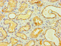 Immunohistochemistry of paraffin-embedded human kidney tissue using CAC10629 at dilution of 1:100