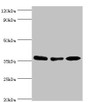 Western blot; All lanes: MDH1 antibody at 4µg/ml; Lane 1: HepG2 whole cell lysate; Lane 2: Hela whole cell lysate; Lane 3: Mouse kidney tissue; Secondary; Goat polyclonal to rabbit IgG at 1/10000 dilution; Predicted band size: 37, 28, 39 kDa; Observed band size: 37 kDa; Western blot; All lanes: MDH1 antibody at 4µg/ml; Lane 1: HepG2 whole cell lysate; Lane 2: Hela whole cell lysate; Lane 3: Mouse kidney tissue; Secondary; Goat polyclonal to rabbit IgG at 1/10000 dilution; Predicted band size: 37, 28, 39 kDa; Observed band size: 37 kDa;