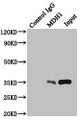 Immunoprecipitating MDH1 in HepG2 whole cell lysate; , Lane 1: Rabbit control IgG instead of (1µg) instead in HepG2 whole cell lysate., For western blotting, a HRP-conjugated anti-rabbit IgG, specific to the non-reduced form of IgG was used as the Secondary antibody (1/50000); , Lane 2: CAC10630 (4µg) + HepG2 whole cell lysate (500µg); , Lane 3: HepG2 whole cell lysate (20µg); Immunoprecipitating MDH1 in HepG2 whole cell lysate; , Lane 1: Rabbit control IgG instead of (1µg) instead in HepG2 whole cell lysate., For western blotting, a HRP-conjugated anti-rabbit IgG, specific to the non-reduced form of IgG was used as the Secondary antibody (1/50000); , Lane 2: CAC10630 (4µg) + HepG2 whole cell lysate (500µg); , Lane 3: HepG2 whole cell lysate (20µg);