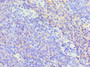 Immunohistochemistry of paraffin-embedded human tonsil tissue using CAC10633 at dilution of 1:100