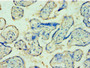 Immunohistochemistry of paraffin-embedded human placenta tissue using CAC10635 at dilution of 1:100