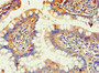 Immunohistochemistry of paraffin-embedded human small intestine tissue using CAC10647 at dilution of 1:100
