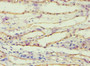 Immunohistochemistry of paraffin-embedded human kidney tissue using CAC10647 at dilution of 1:100