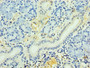 Immunohistochemistry of paraffin-embedded human pancreatic tissue using CAC10652 at dilution of 1:100