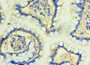 Immunohistochemistry of paraffin-embedded human small intestine tissue using CAC10665 at dilution of 1:100