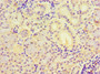 Immunohistochemistry of paraffin-embedded human pancreatic tissue using CAC10668 at dilution of 1:100