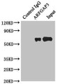 Immunoprecipitating ARFGAP3 in HepG2 whole cell lysate; , Lane 1: Rabbit control IgG instead of (1µg) instead in HepG2 whole cell lysate., For western blotting, a HRP-conjugated anti-rabbit IgG, specific to the non-reduced form of IgG was used as the Secondary antibody (1/50000); , Lane 2: CAC10669 (4µg) + HepG2 whole cell lysate (500µg); , Lane 3: HepG2 whole cell lysate (20µg);